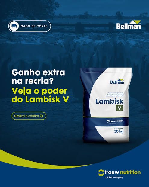Bellman Lambisk V — suplementação mineral para gado de corte